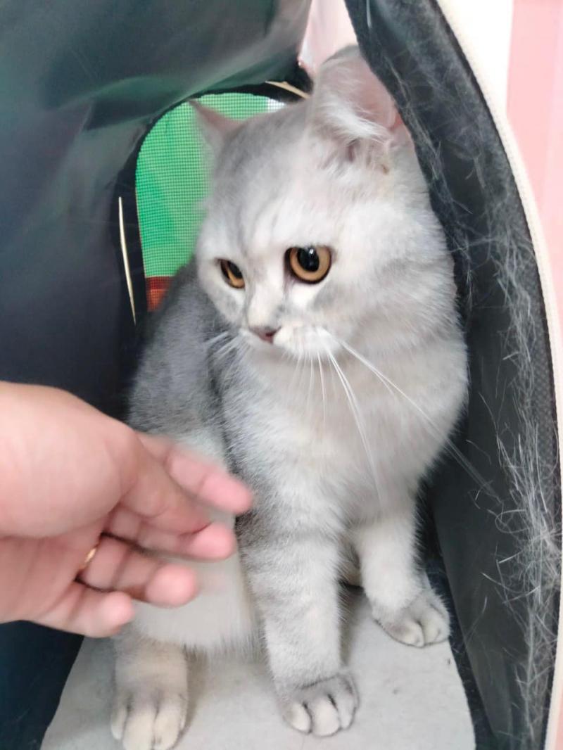 Phòng Khám Thú Y Phương Nam Pet Care