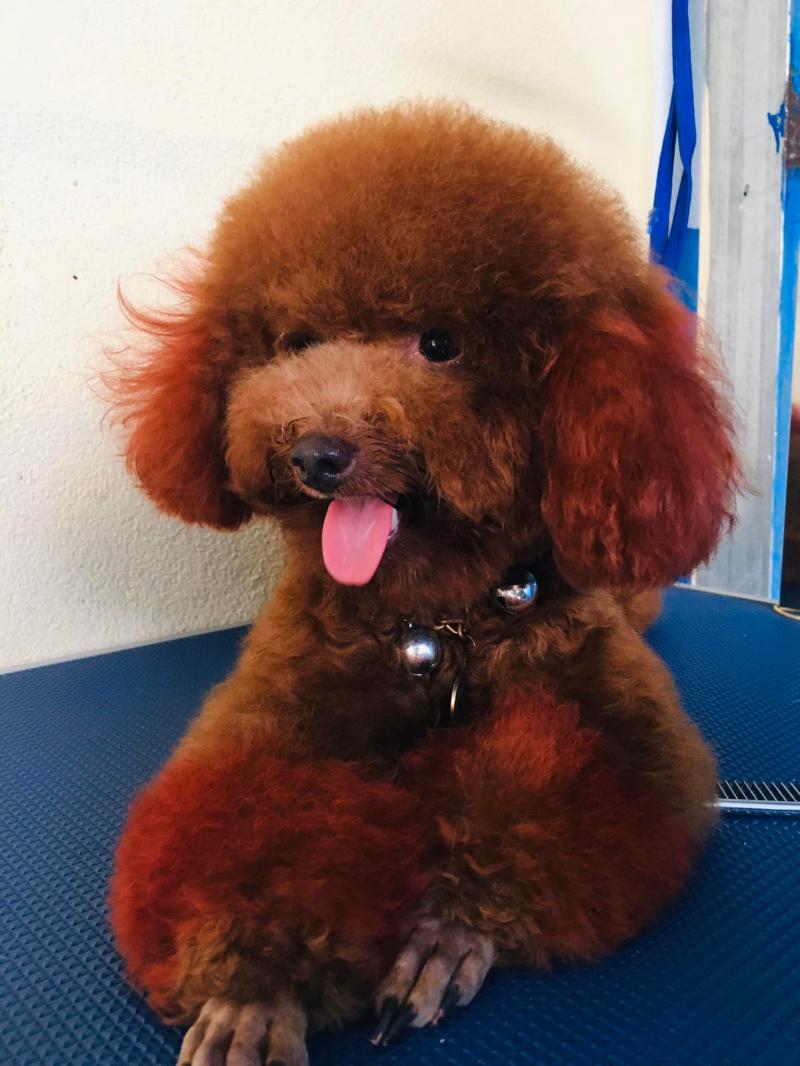 Phòng Khám Thú y Quảng Ngãi My Pet