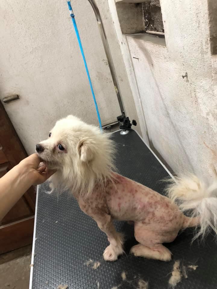 Phòng khám thú y Skypet