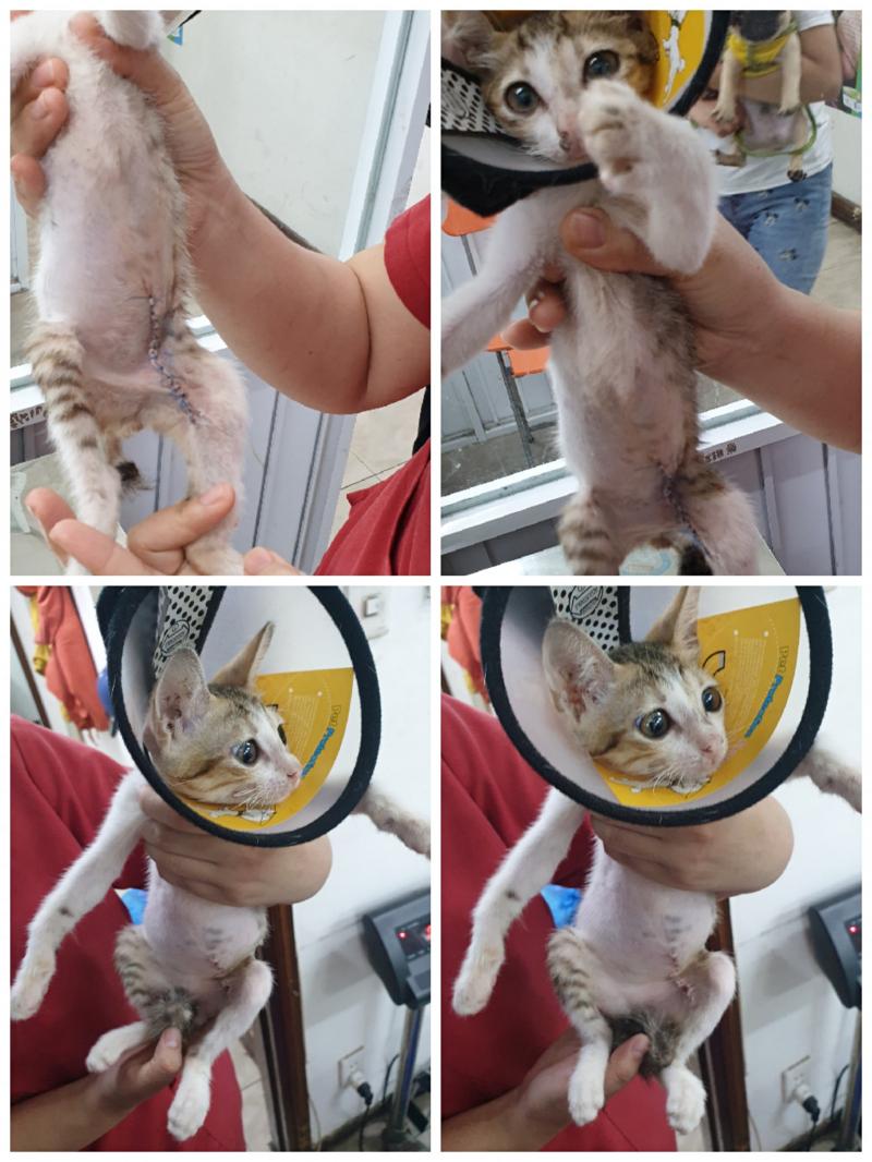 Phòng Khám Thú Y Sunvet
