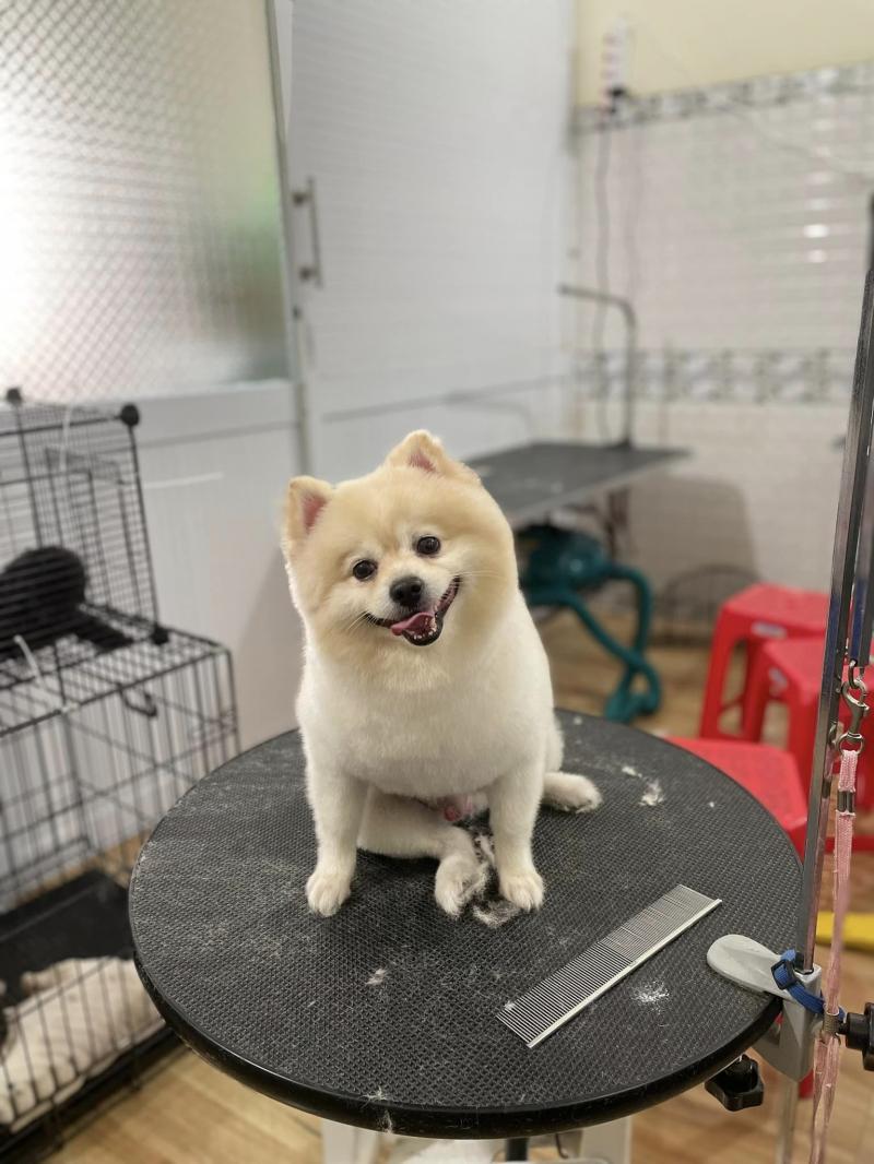 Phòng khám thú y Thanh Hiền Pet Care