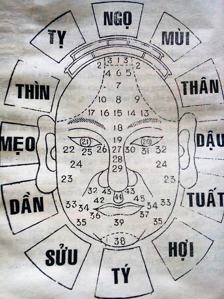 Hữu trắc diện đồ