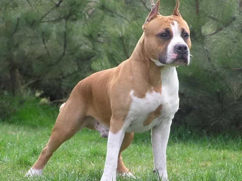 Chó Pitbul