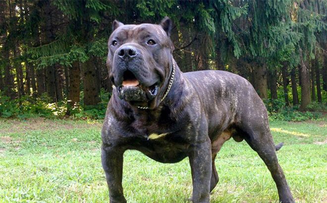 chó Presa Canario