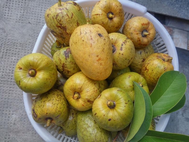 Qủa bình bát