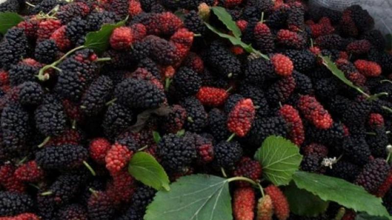 Cải thiện hệ tiêu hóa