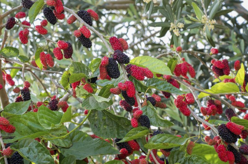Cải thiện hệ tiêu hóa