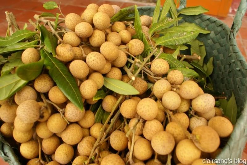 Ăn nhiều nhãn sẽ tăng nóng trong