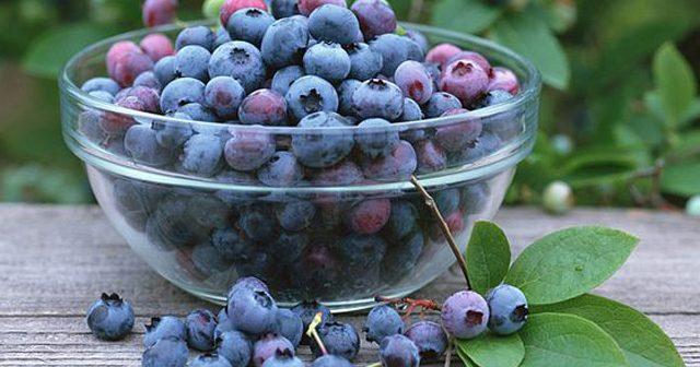 Việt quất có tác dụng chống lão hóa hiệu quả