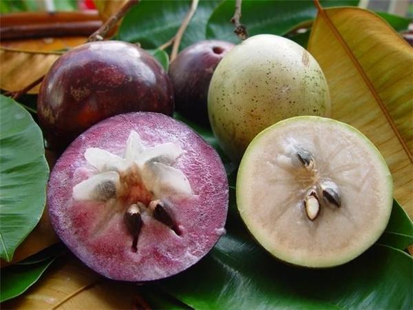 Vỏ quả vú sữa mỏng, màu xanh ngà, khi chín căng bóng và có màu phớt hồng