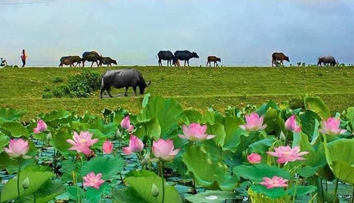 Quê hương Thái Bình