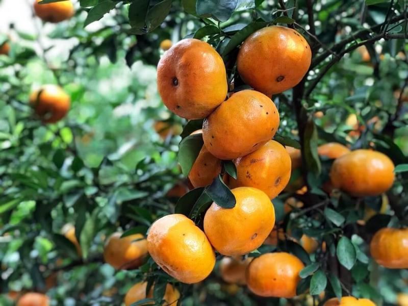 Quýt hồng Lai Vung
