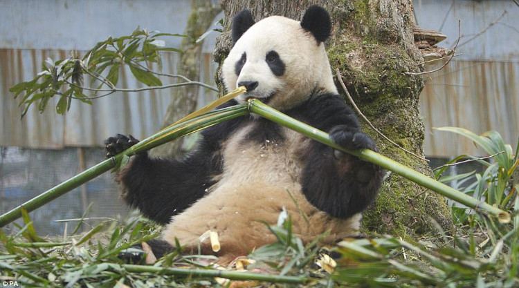 Đồ của sếp chớ có ai được giành nha