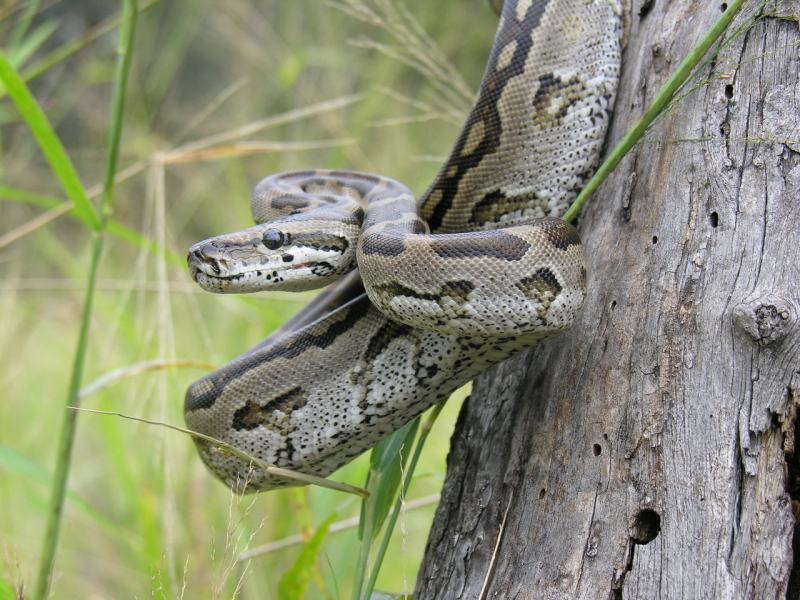 Rắn Scrub Python