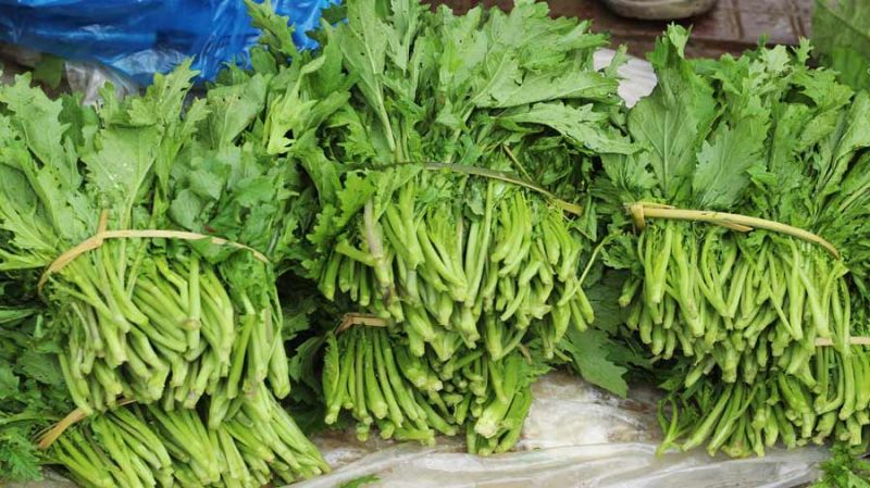 Rau cải mèo