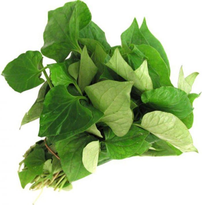 Cây diếp cá