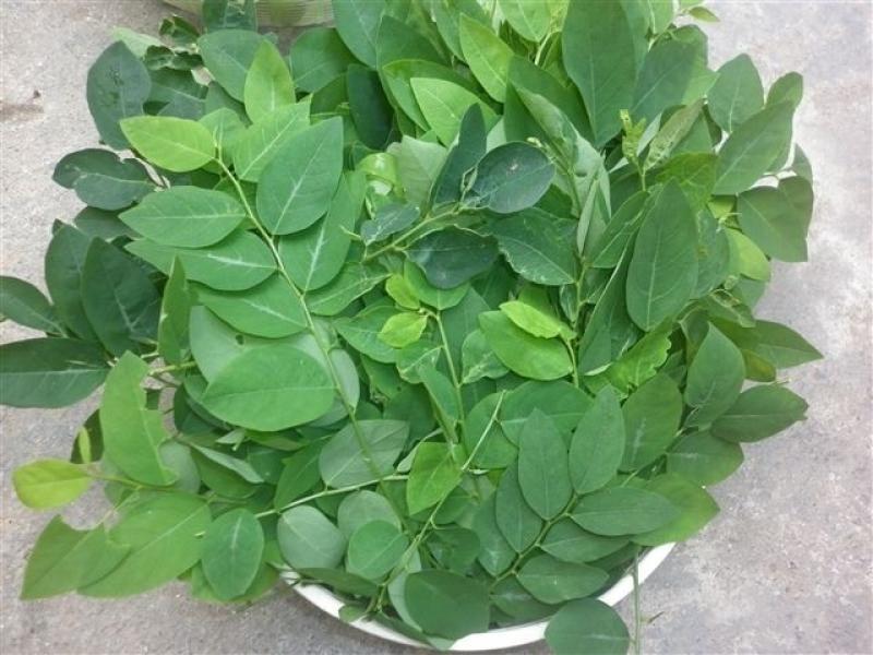 Rau ngót gây co bóp tử cung