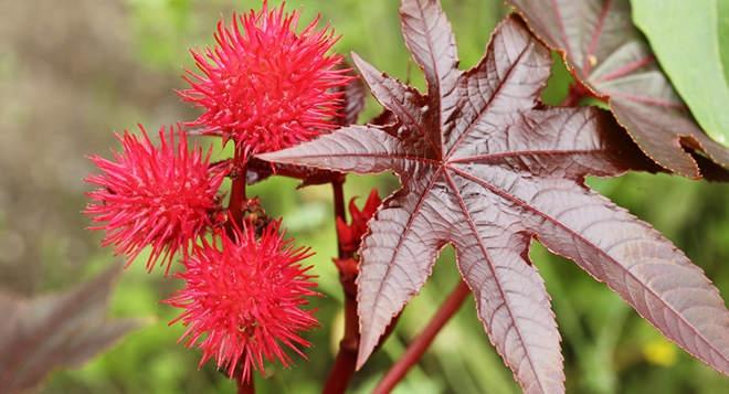 Ricinus Communic còn có tên gọi khác là cây thầu dầu