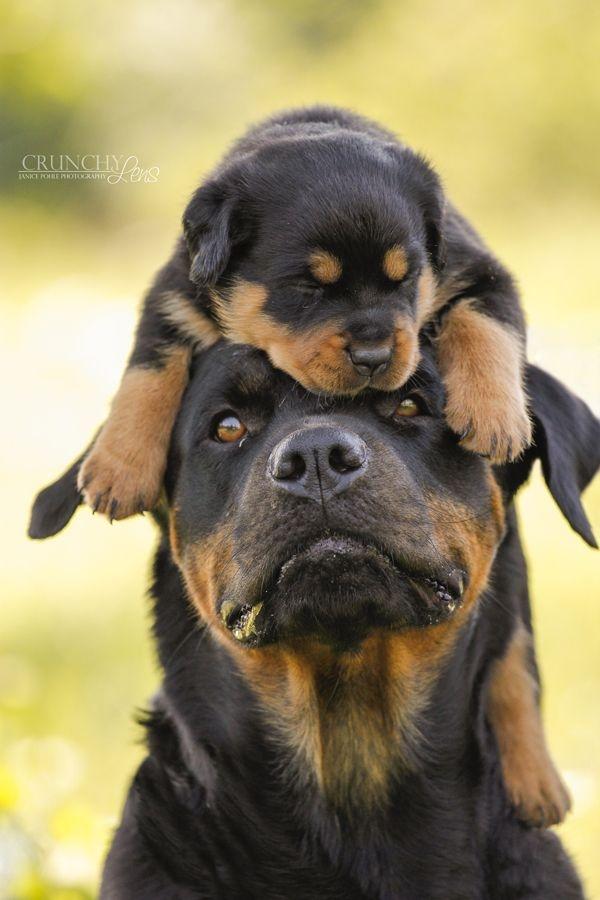 Rottweiler - một trong những loài chó cảnh thông minh nhất thế giới