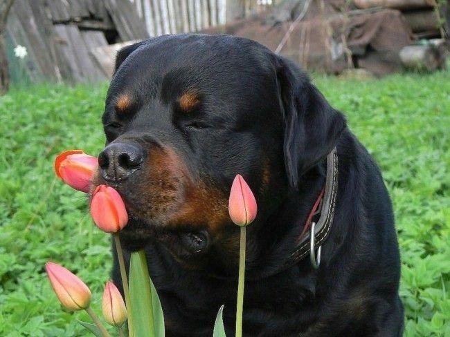 Rottweiler - một trong những loài chó cảnh thông minh nhất thế giới