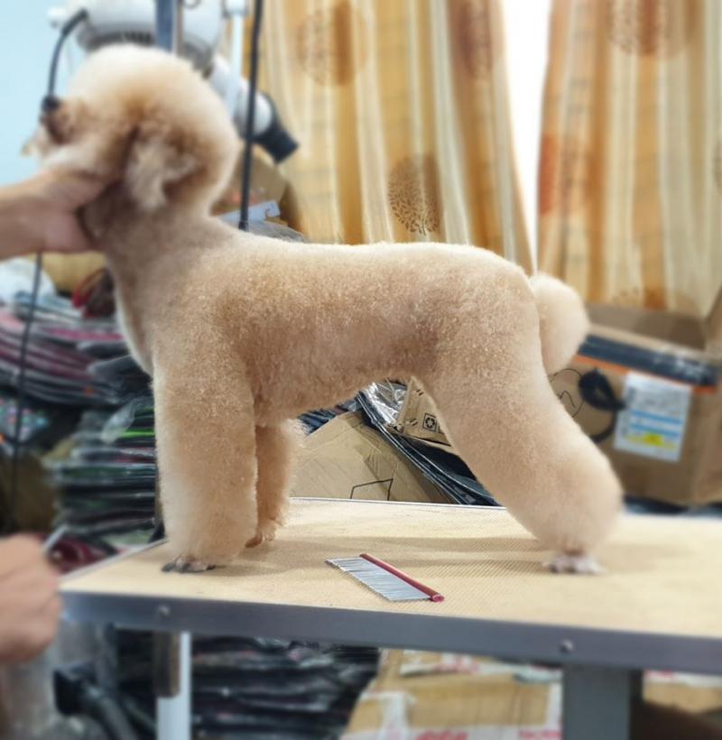 Royal Pet Shop