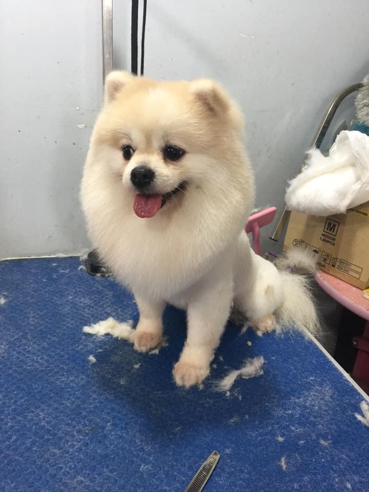 Royal Pet Shop