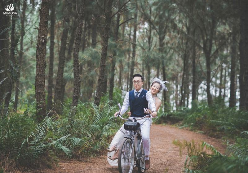 Rừng thông Đại Lải