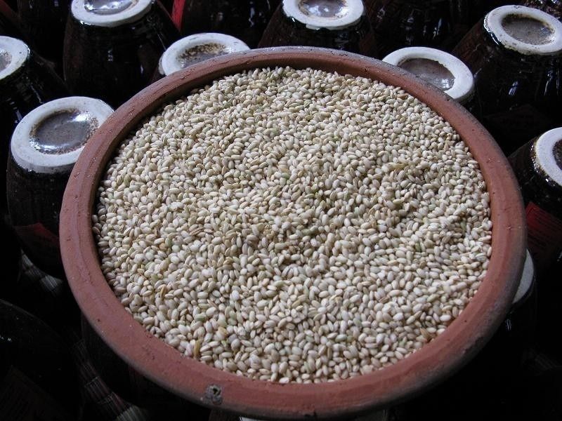 Nếp nương trồng ven sườn núi