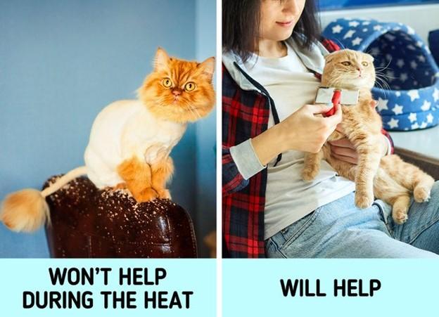 Chúng ta cạo lông thú cưng khi nắng nóng