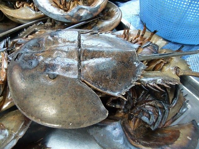 Từ nguyên liệu là thịt sam biển người ta có thể chế biến thành nhiều món như sam biển nướng, súp sam, sam biển hấp…