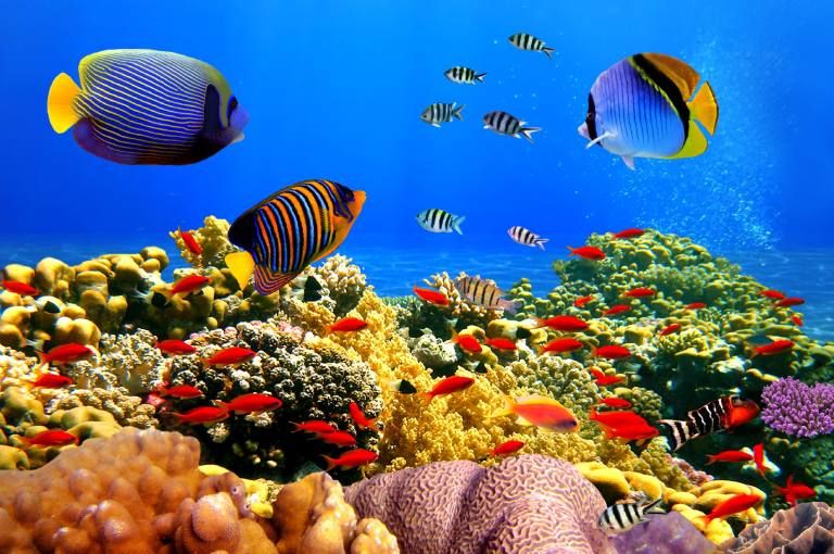 San hô trên thế giới đang dần biến mất