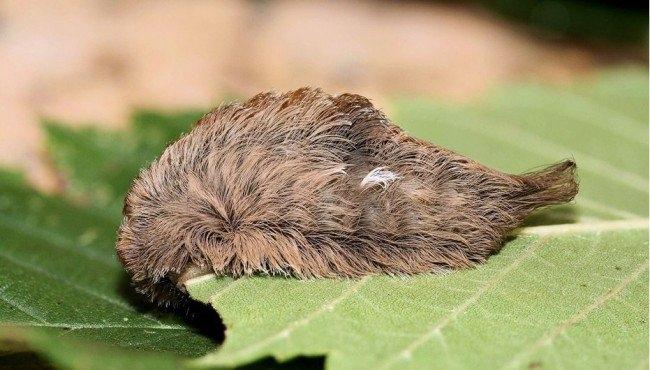 Sâu bướm Puss hay sâu bướm mặt mèo