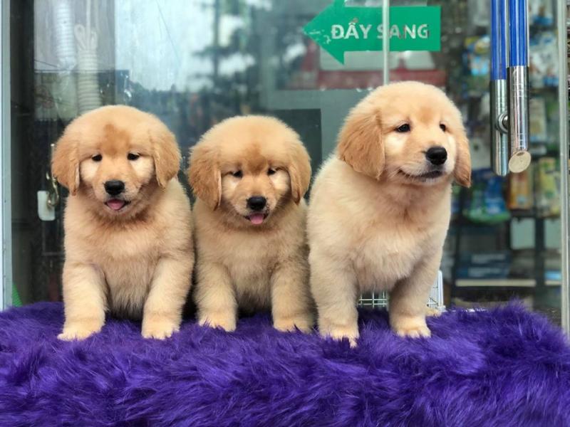 SC Dogshop