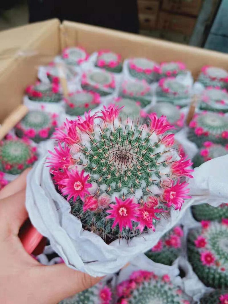 Sen đá Cỏ Ngọc BMT