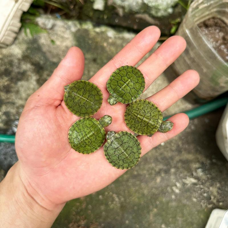 Shop Rùa Cảnh Ali Pet