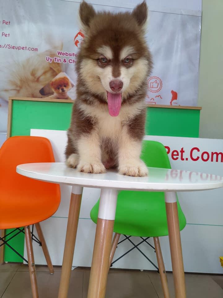 Sieupet.com