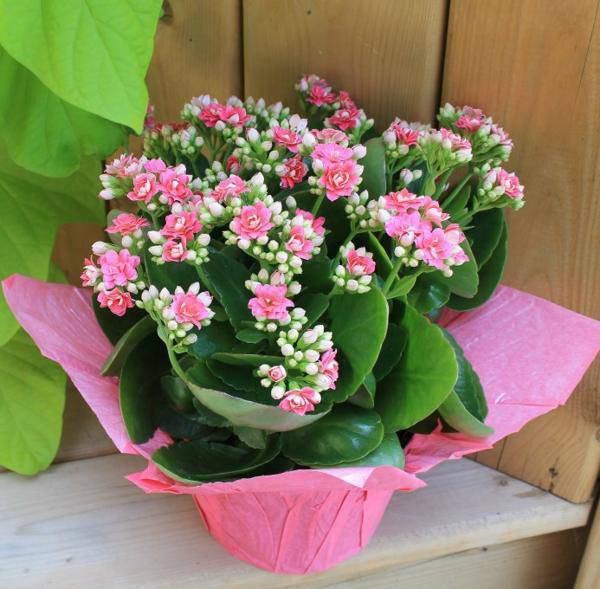 Sống đời - ước mong mọi người trong gia đình đều bình an vô sự, tốt lành may mắn.