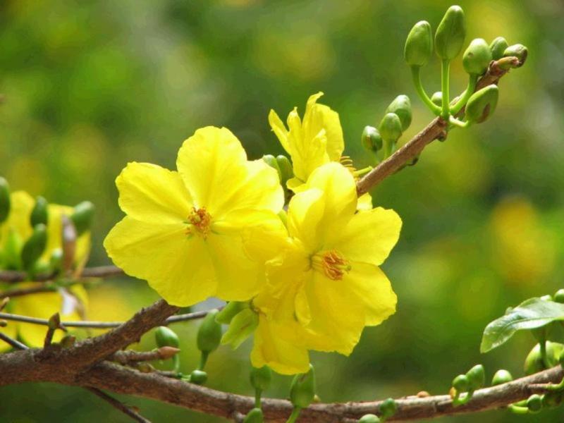 Thơ về hoa mai ngày Tết hay nhất