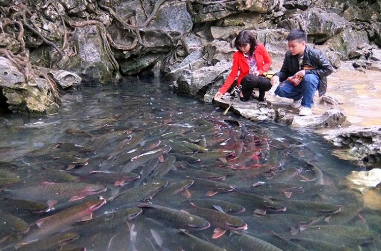 Suối Cá thần- Cẩm Lương