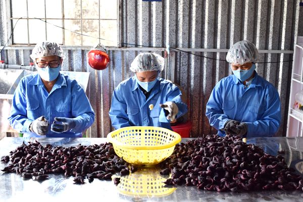 Tác dụng giảm cân, làm đẹp bằng củ ấu