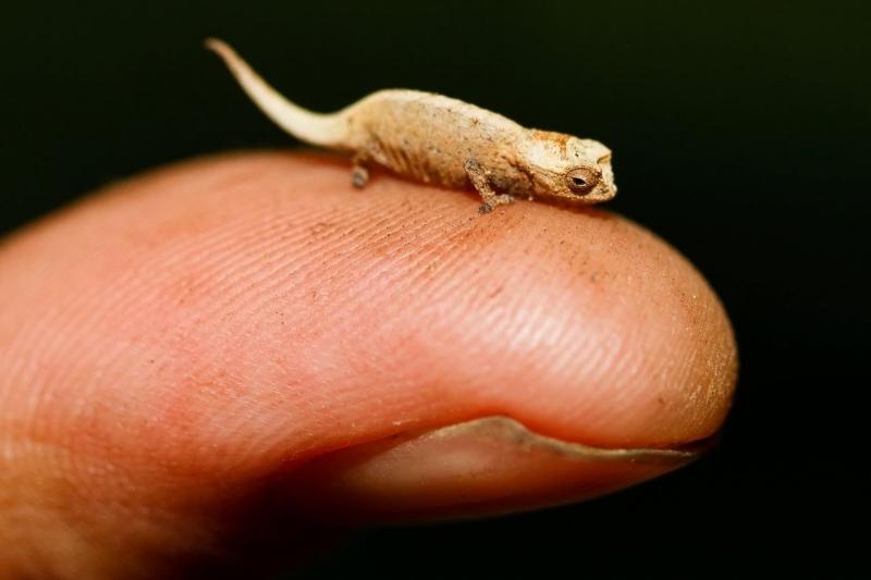 Tắc kè Brookesia micra