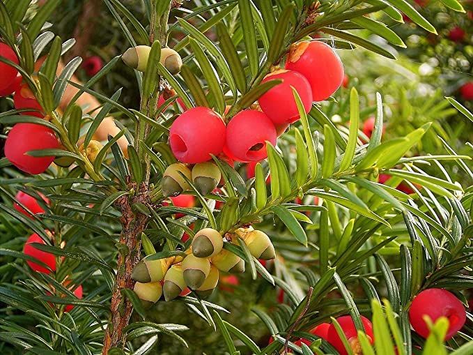Thủy tùng là loài cây mang trong mình cực độc