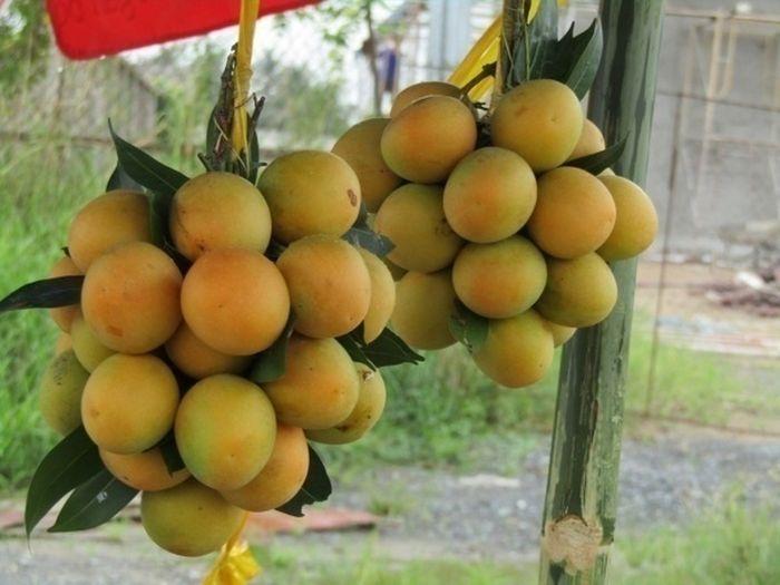 Quả thanh trà