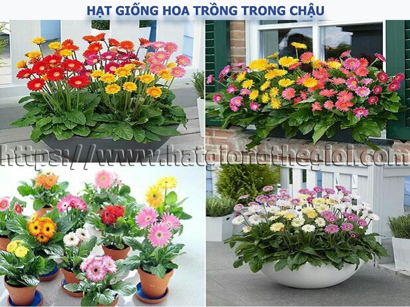 Thế giới cây và hoa