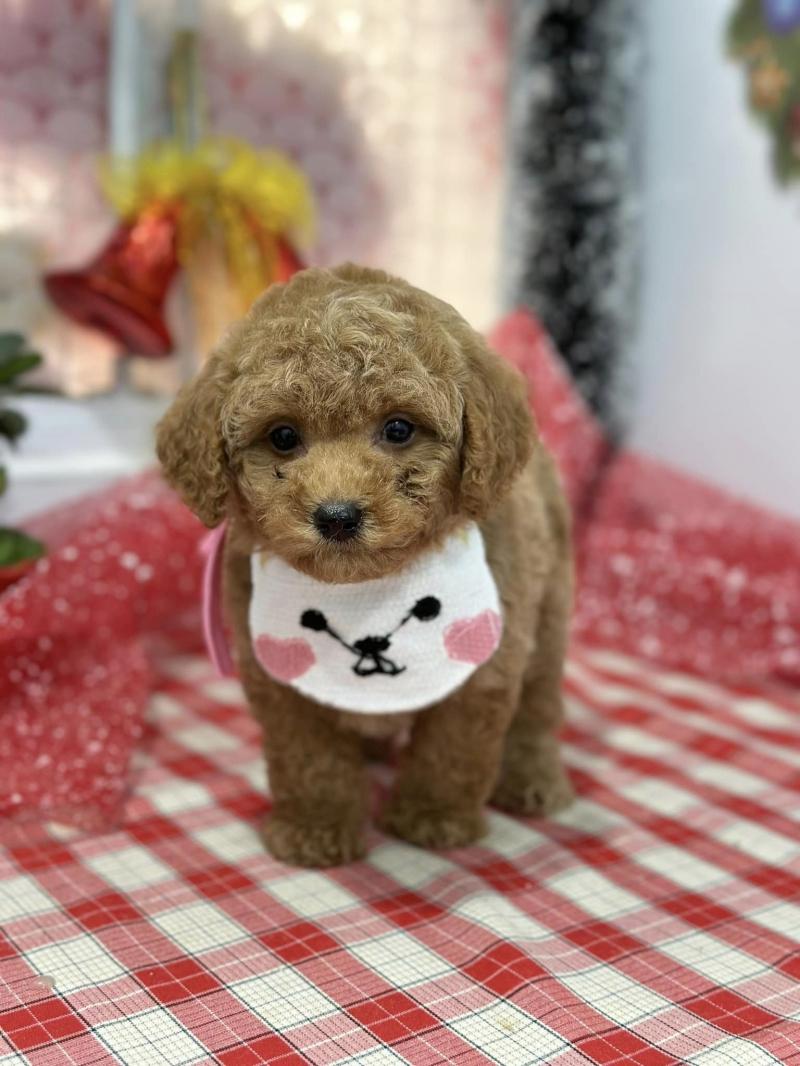 Thiên Đường Thú Cưng - My Pet