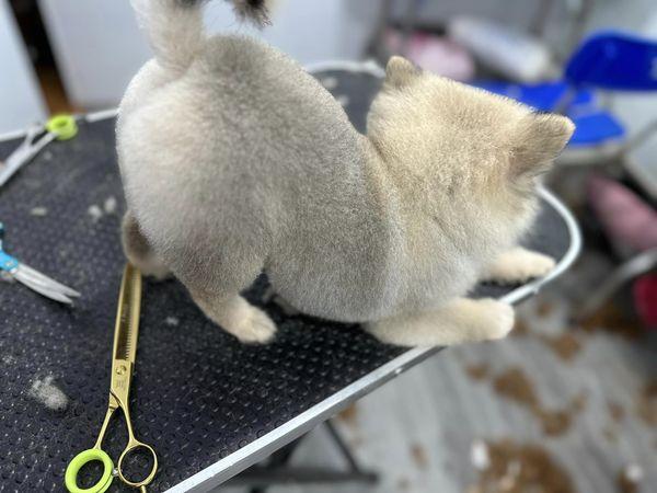 Thiên Đường Thú Cưng - My Pet
