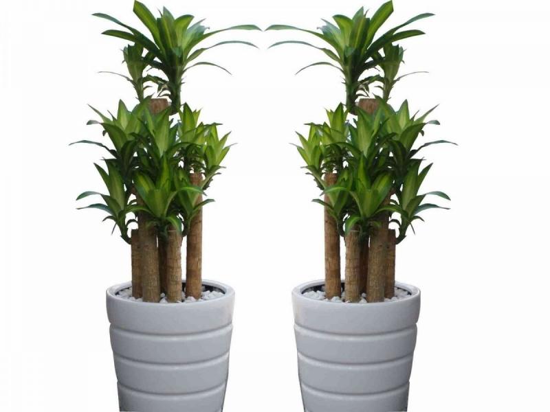 Thiết mộc lan có tác dụng hấp thụ khí độc