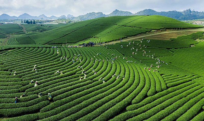 Thời điểm lý tưởng để du lịch Mộc Châu