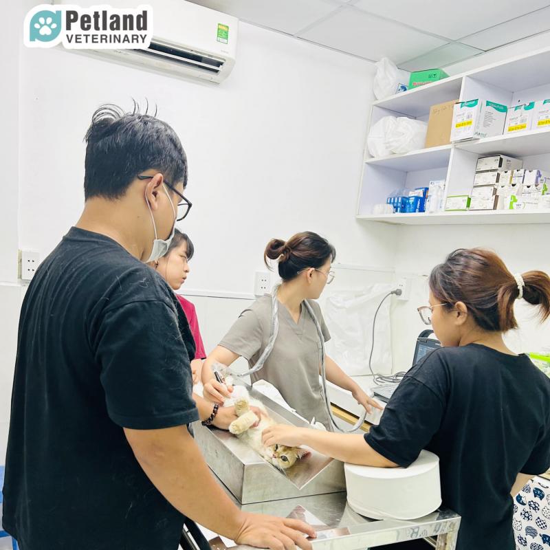 Thú y Petland-Petland veterinary