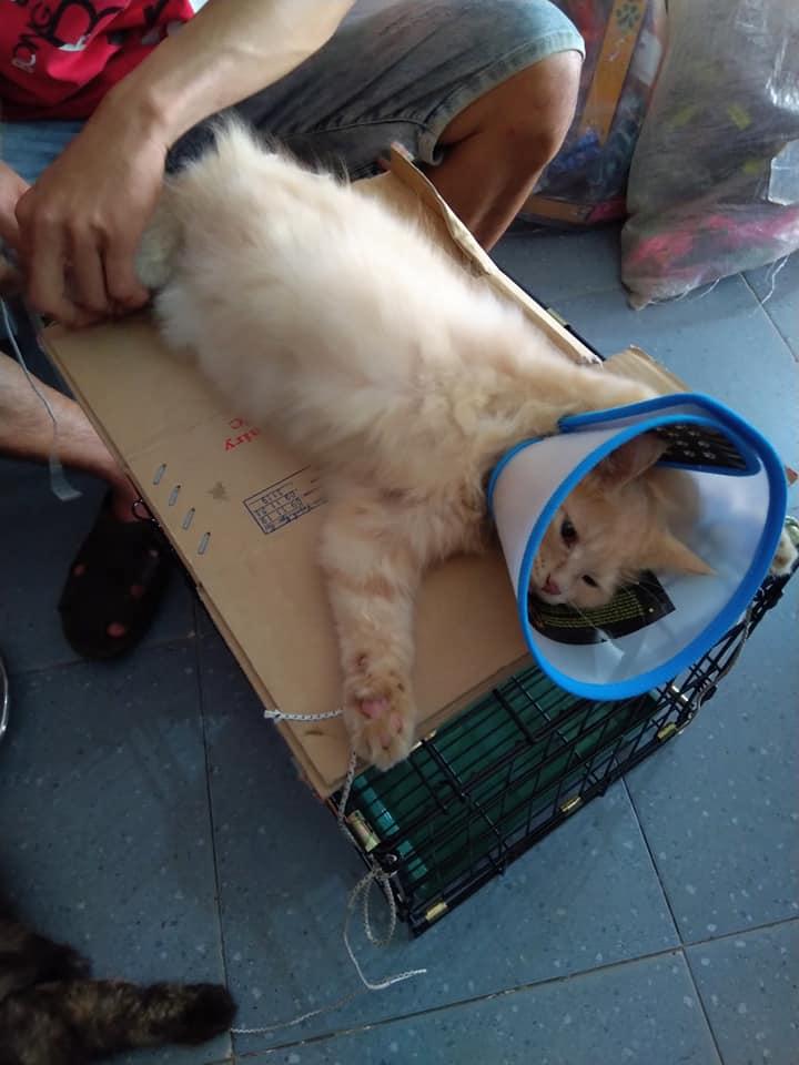 Thú Y Xuân Huế 3